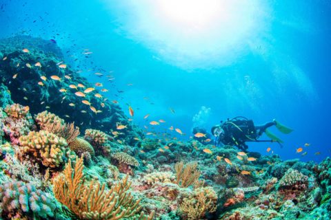 写真：珊瑚の海とダイバー