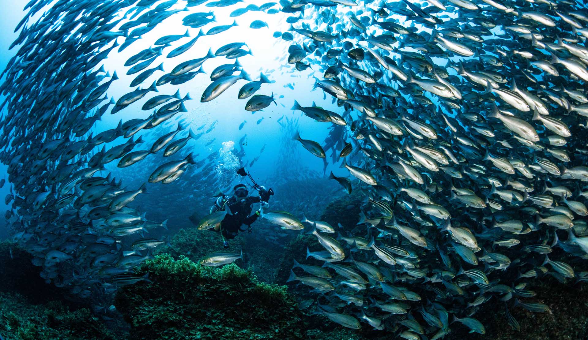 写真：数千匹の魚の群れとダイバー