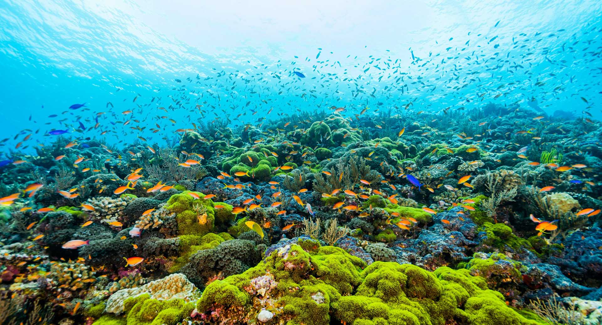 写真：浅い海底。藻類、サンゴと、オレンジ、ブルーの熱帯魚の群れ